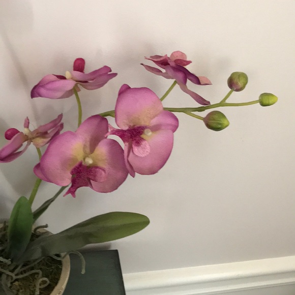 Meet your Posher, Amy - Picture 1 of 1